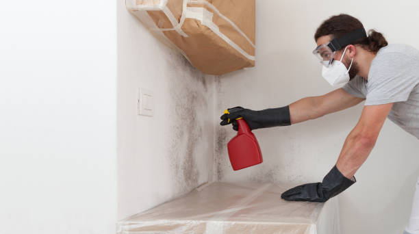 Professional Basement Mold Remediation technician working in Kersey, CO