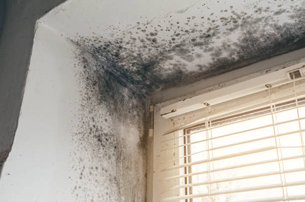 Affordable Basement Mold Remediation solutions in Kersey, CO