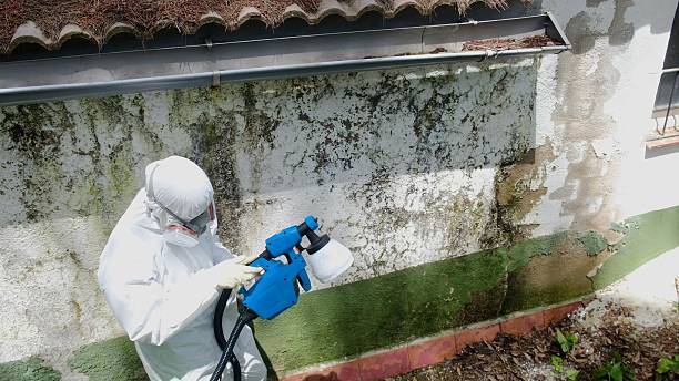 Top rated local Basement Mold Remediation specialists in Kersey, CO